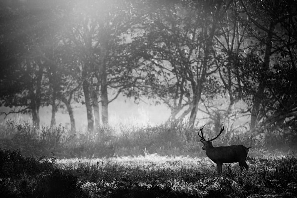 Une photo en low-key noir et blanc d'un cerf en bois sec pendant le brame du cerf. Photographie par Amar Guillen, artiste photographe.