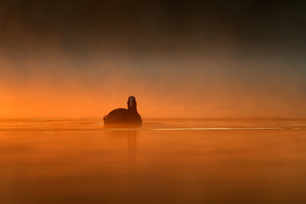 Ambiances et oiseaux sur les étanges de la Dombes dans l'Ain. Photographies par Amar Guillen.