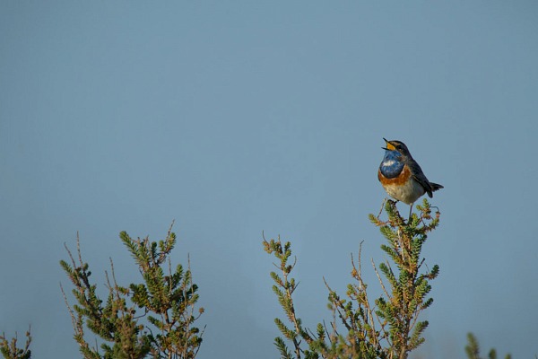 A bluethroat bird singing in a wetland in Charente-Maritime in France.
