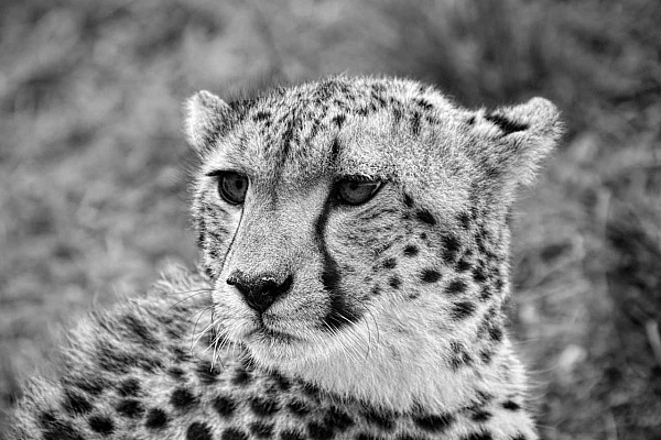 Black and white portrait of a cheetah in Kenya. Photograph by Amar Guillen, photographer artist.