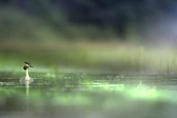 Art Photograph of a Great Crested Grebe in la Dombes. Photograph Taken from a Floating Blind.