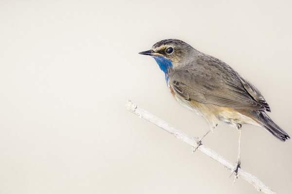 An example of isolation photo: a bluethroat bird on its branch. The white background has been done with the bokeh technique.