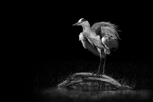 Un exemple de signature photographique. Un héron cendré s'ébrouant sur une branche dans un étang de la Dombes. Photo en noir et blanc par Amar Guillen.