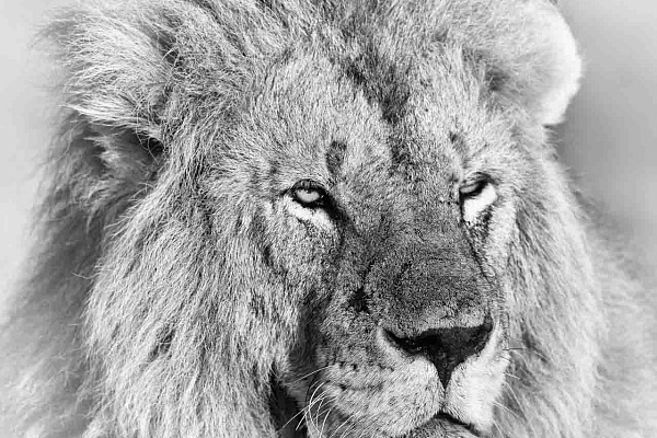 Lion en noir et blanc dans le Masaï Mara au Kenya. Photographie par Amar Guillen, artiste photographe.