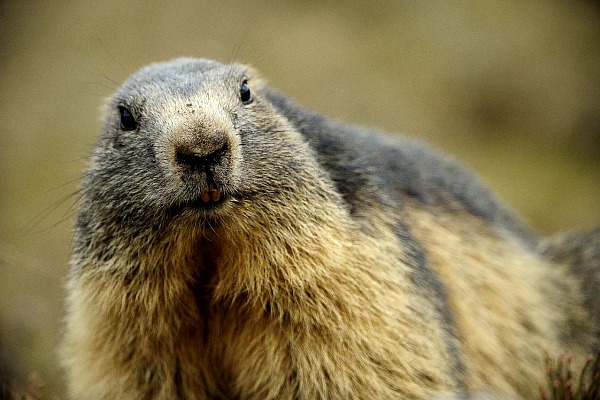 Wildlife of the Beaufortain area in the French Alps.