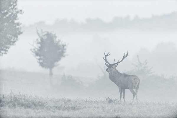 Un cerf élaphe en bois sec dans le brouillard pendant le brame du cerf.