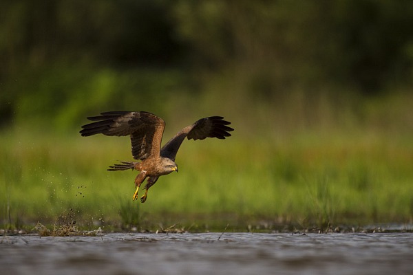 Wildlife photo project using floating blinds in La Dombes in France in June 2017.