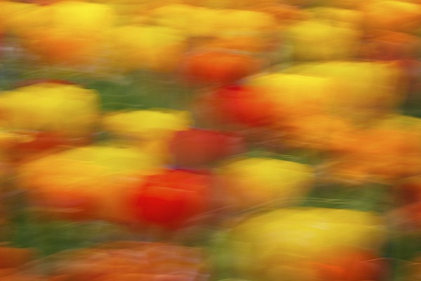 Filed of red and yellow tulips photoghraped artistically out of focus. Fine art Photograph in color by Amar Guillen, photographer artist.