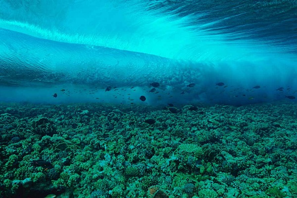 Une photo sous-marine d'une vague qui respecte nos 10 critères.