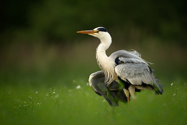 To create this photo of a gray heron in this environment, we waited for hours.