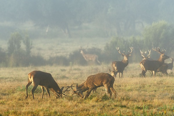 Les combats de cerfs élaphe au moment du brame peuvent être très violents.