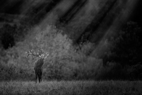 Red deer stag bellowing in France. Photograph in black and white by Amar Guillen, photographer artist.