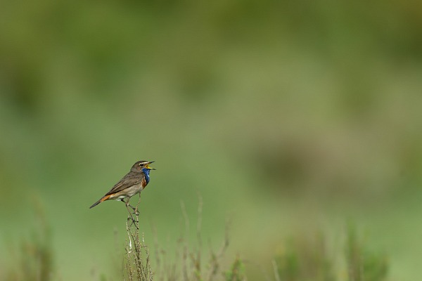 Un gorgebleue à miroir mâle en train de chanter dans une zone humide de la Charente-Maritime.