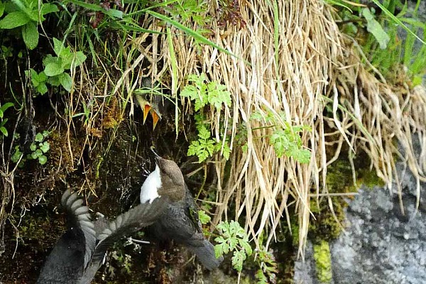 Le cincle plongeur de la rivière de Beaufort