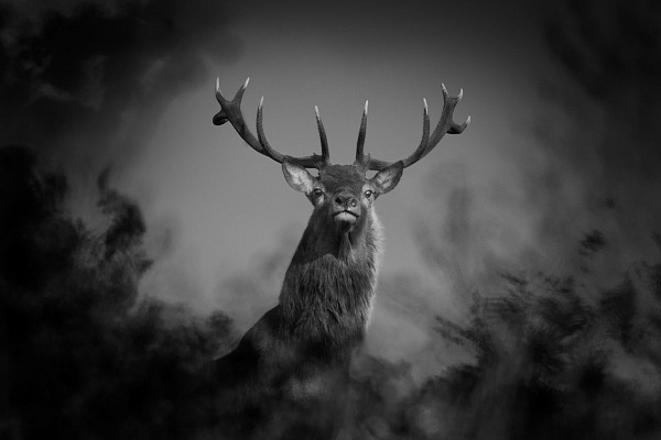 Cerf élaphe en bois sec et en noir et blanc à l'orée d'un bois. Photographie par Amar Guillen, artiste photographe.