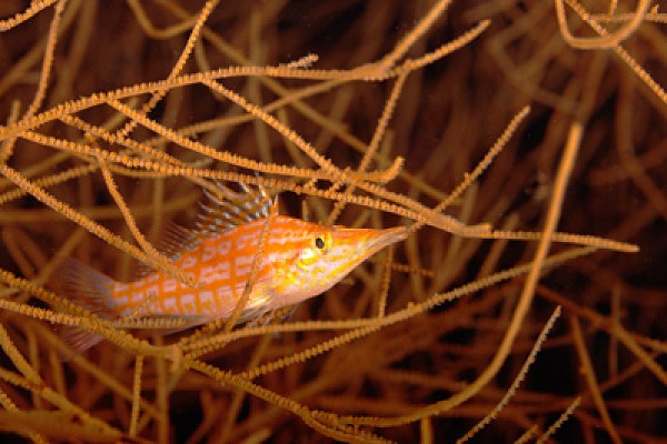 Gros plans sous-marins au large du Soudan en Mer Rouge. Photographies par Amar Guillen.