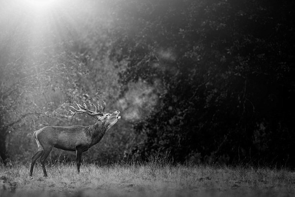 Photo in lowkey of a red deer stag bugling.