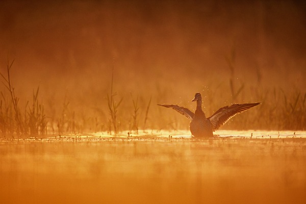 Canard s'ébrouant sur un étang de la Dombes au lever de soleil. Photographie en couleur par Amar Guillen, artiste photographe.