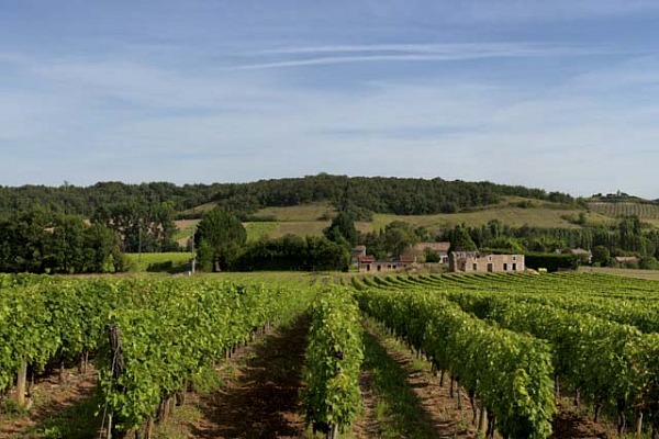 Some pictures requires to know how to prepare compositions and  frames like this vineyard.