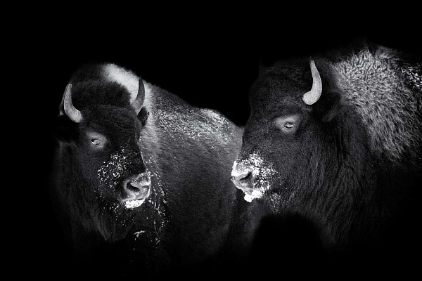 Bisons du Yellowstone dans le style photo back to black. Photographie en noir et blanc par Amar Guillen, artiste photographe.