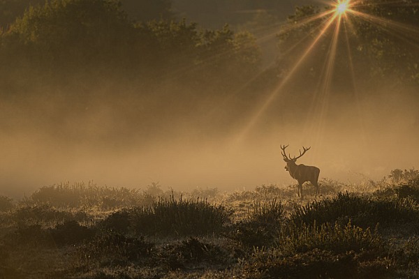 The rut of the deer in Charente-Maritime is an exceptional moment in our life as photographers. It's a moment of intense introspection.