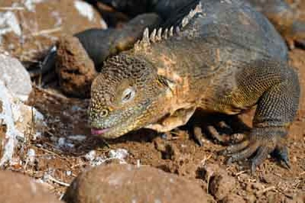 La faune des Galapagos en Equateur. Photographies par Amar Guillen.