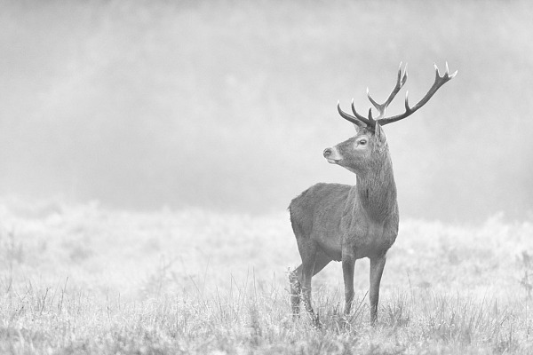Red deer stag in the mist during the rut of the deer in France. Photograph by Amar Guillen, photographer artist.