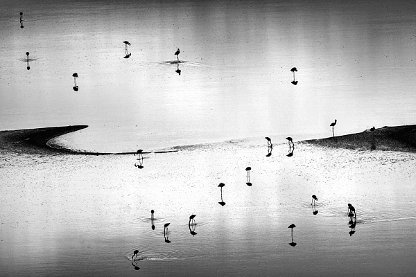Pink flamingos on the lake Magadi in Kenya. Photograph by Amar Guillen, photographer artist.