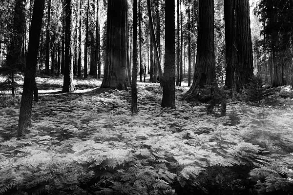 Landscape of Sequoia National Park in California in United States Fine art Photograph in black and white by Amar Guillen, photographer artist.