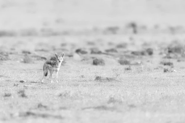 Black and white jackal in the savannah in Kenya. Photograph by Amar Guillen, photographer artist.