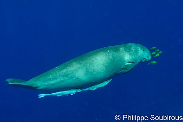 The dugong of the red Sea.