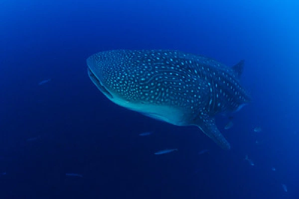 Underwater fauna of Galapagos. Photographs by Amar Guillen.