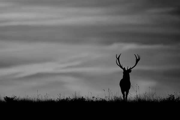 Silhouette of a red deer stag in Charente-Maritime in France. Photograph by Amar Guillen, photographer artist.
