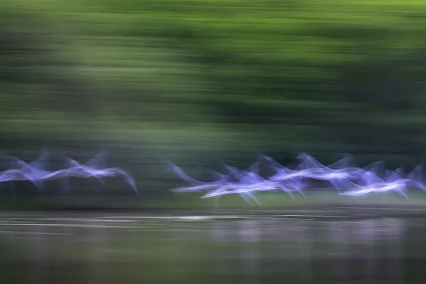 Flock of birds flying over a pond in la Dombes in France. Fine art Photograph in Impression style by Amar Guillen, photographer artist.