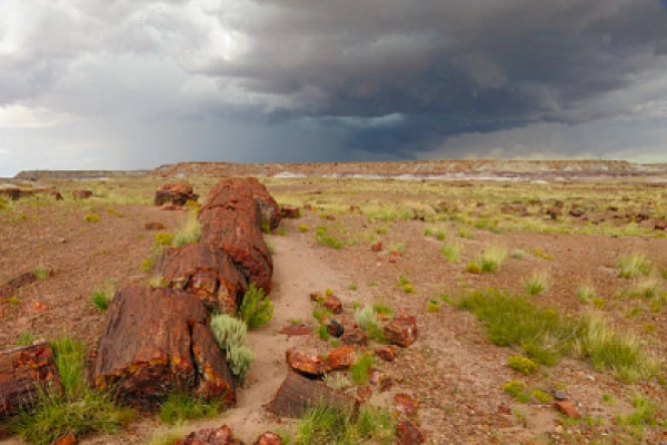 Landscapes of Petrified Forest. Photographs by Amar Guillen.