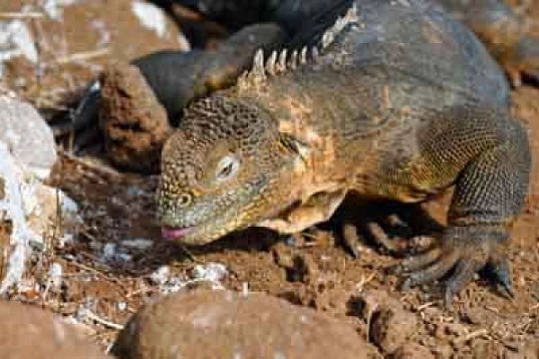 Fauna of Galapagos archipelago. Photographs by Amar Guillen.