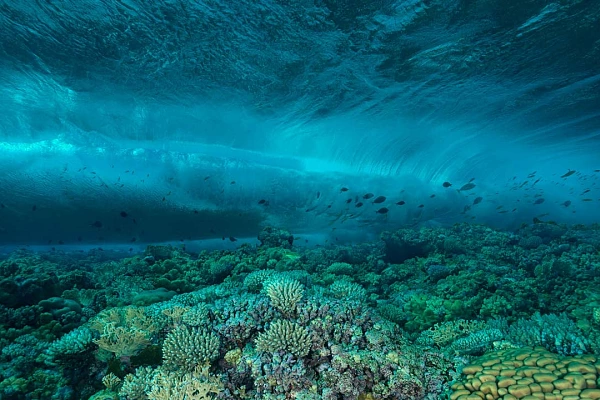 Wave above a coral reef in the Red Sea. Photograph by Amar Guillen, photographer artist.