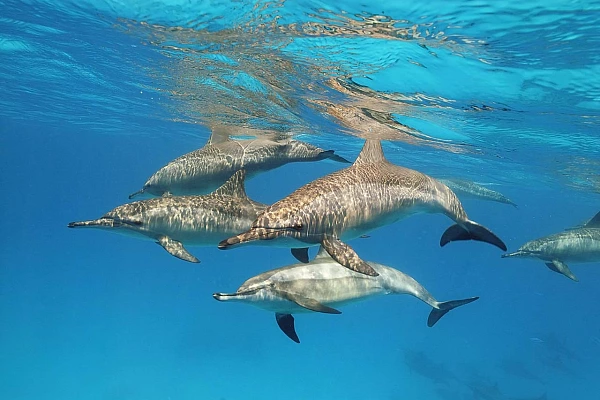School of Dolphins