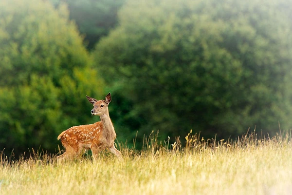 Photograph of a red deer fawn in a meadow.