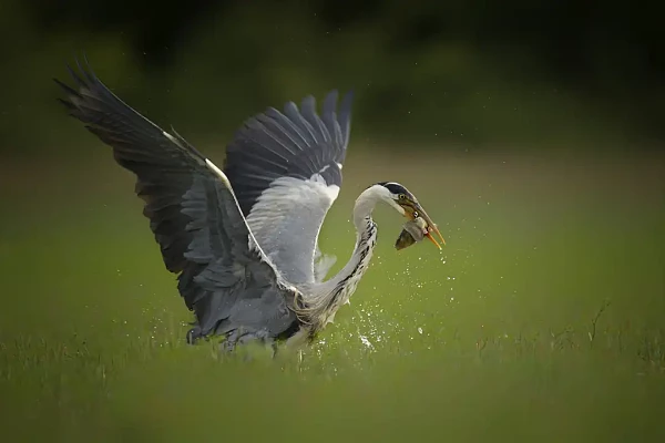 Un héron cendré pêchant un poisson dans un étang de la Dombes.