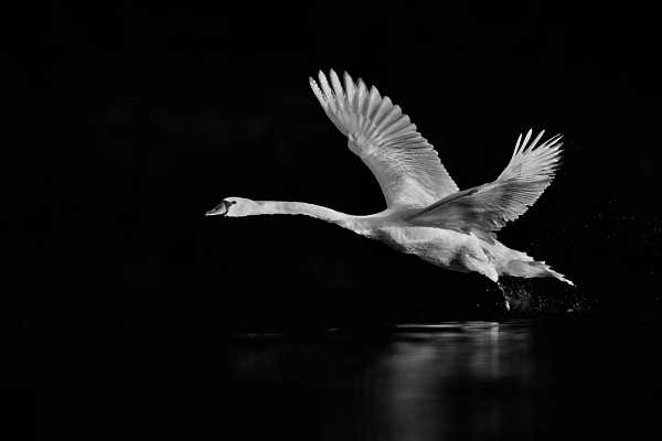 Mute swan taking off on a pond in la Dombes in France. Fine art Photograph in black and white by Amar Guillen, photographer artist.