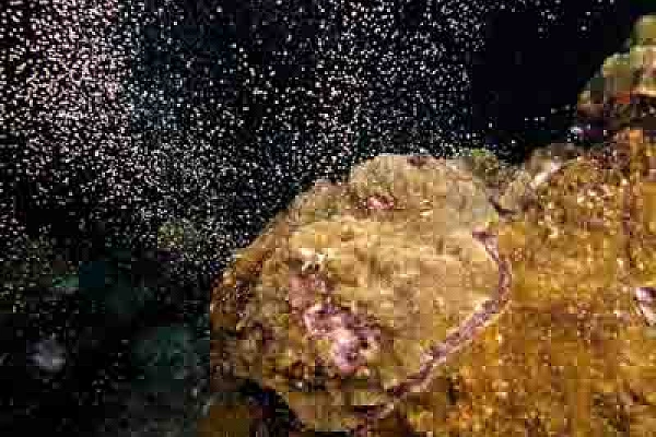 The coral spawning in the Gulf of Mexico in United States. Photographs by Amar Guillen.