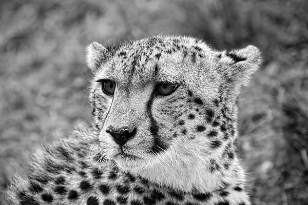 Black and white portrait of a cheetah in Kenya. Photograph by Amar Guillen, photographer artist.