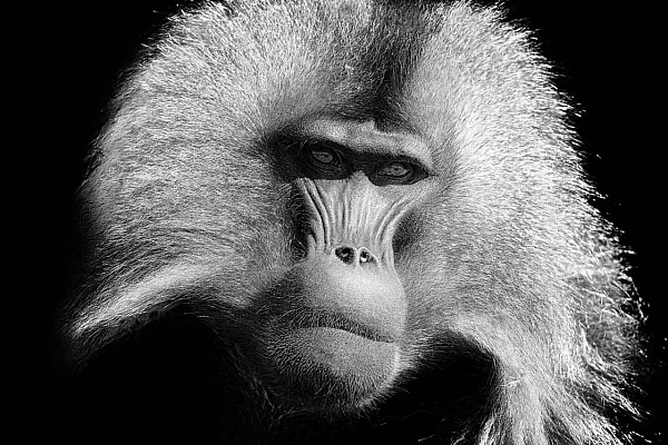 Gelada male in Ethiopia. Photograph in the style black to black by Amar Guillen, photographer artist.