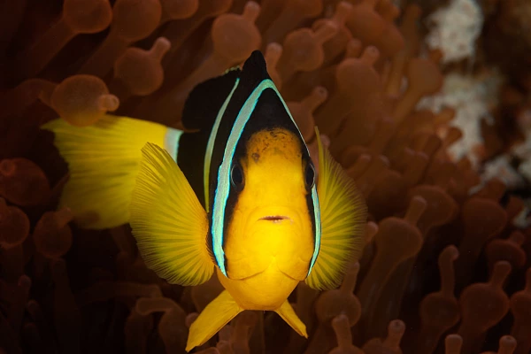 Photo of a clownfish in Maldives