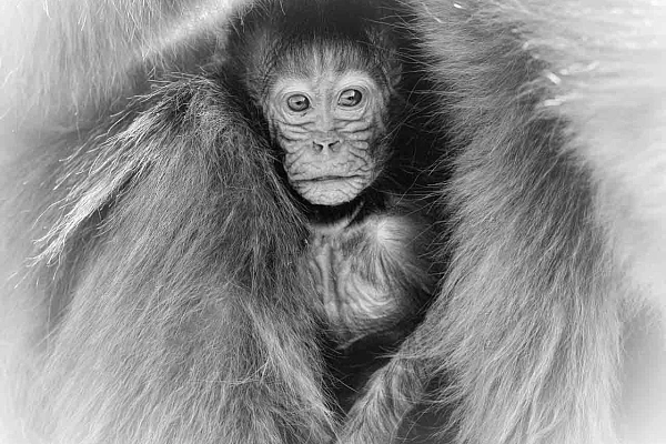 This photograph of a 2-day old gelada required a week-long trip to the Simien Highlands in Ethiopia.