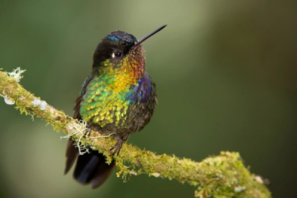 Mountain birds of Costa Rica. Photographs by Amar Guillen.