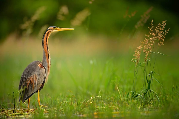 Purple heron in a pond in La Dombes in France. Photograph by Amar Guillen, photographer artist..