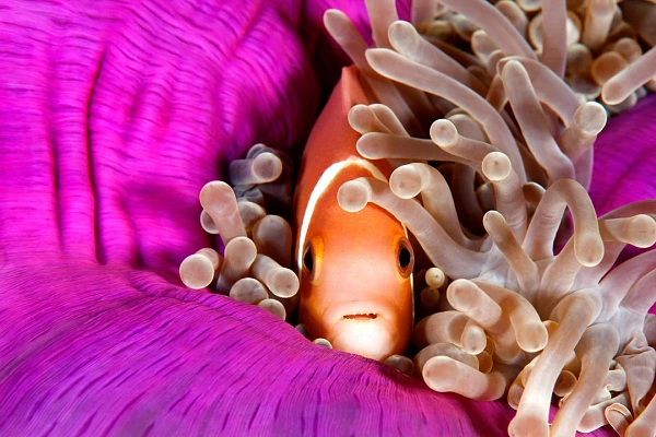 Clown fish in the Red Sea. Photograph by Amar Guillen, photographer artist.