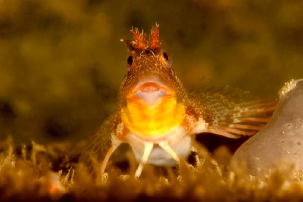 Underwater fauna along the coast of Charente-Maritime in France. Photographs by Amar Guillen.